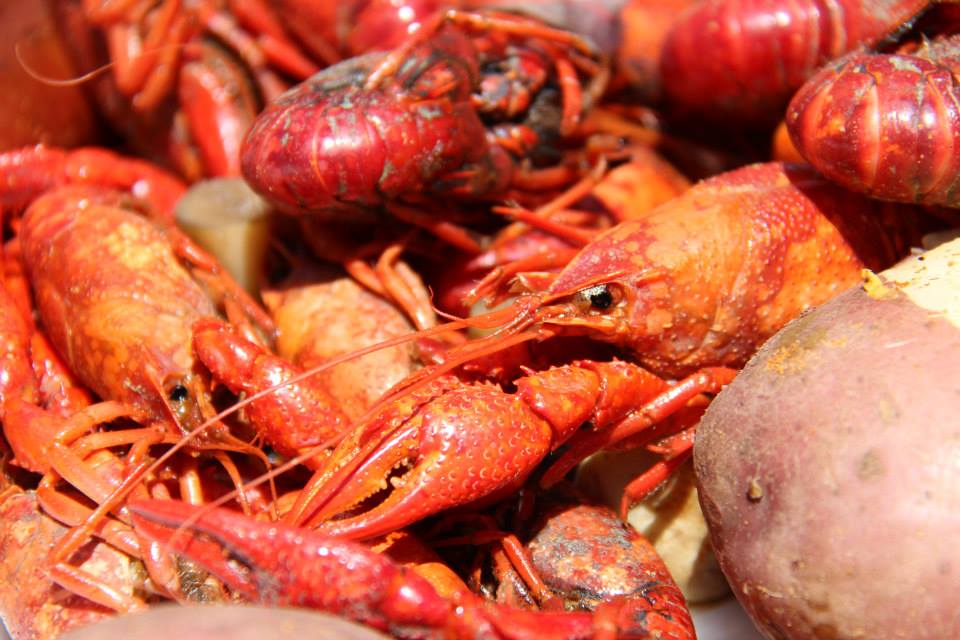 crawfish boil 2015